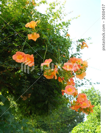 chinese trumpet creeper, bloom, blossom 3088457