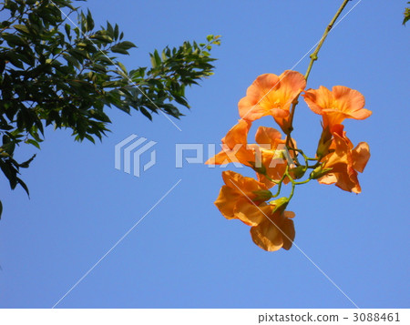 chinese trumpet creeper, bloom, blossom 3088461