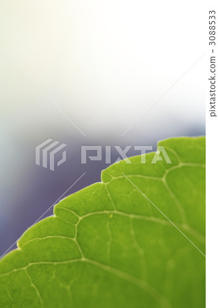 hydrangeleaf, green leaf, Acute Angle 3088533