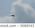 Dragonfly  3088543