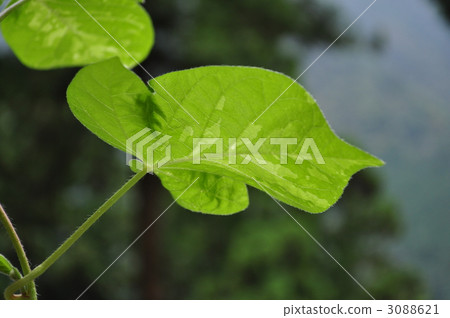 綠葉 單張 舉起 3088621