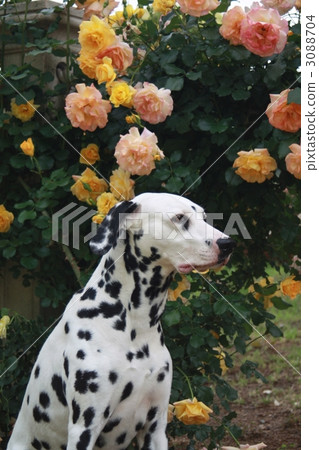 dalmatian, dog, dogs 3088704