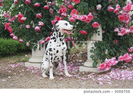 dalmatian, dog, dogs 3088708