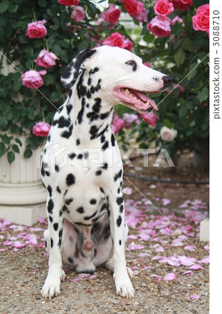 weeping form, blotch, speckle 3088710