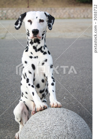 大型狗 大麥町犬 斑點狗 3088712