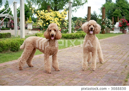 large breed poodle