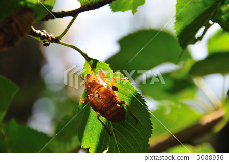Cicada shell 3088956