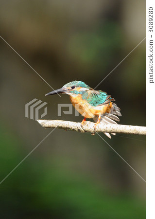 Kingfishes growing Kingfishes growing 3089280