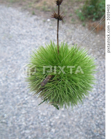 板栗 板栗 3089408