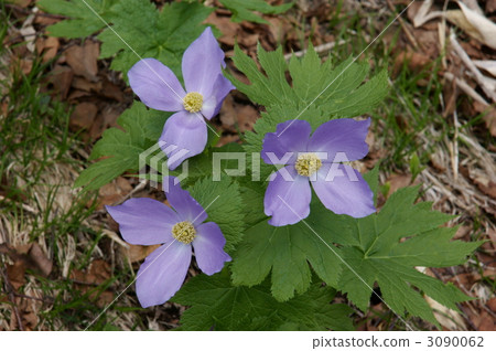 glaucidium, blue-violet color, close up 3090062