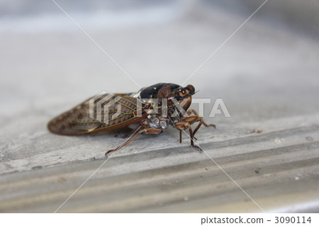 In the summer! ! In the summer! ! 3090114