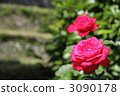 Swiss rose 3090178