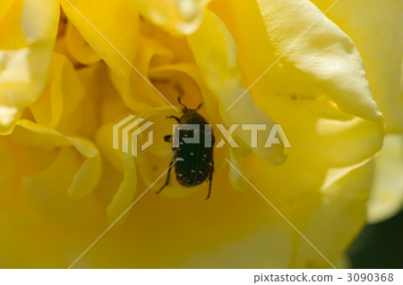A small chafer that collects the pollen of a yellow rose 3090368