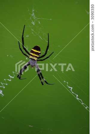 Araneidae 3090380