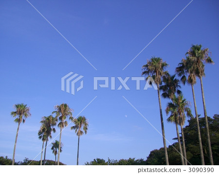 Hatsushima / blue sky and palm tree 3090390