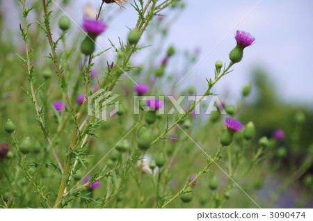 Thistle Thistle 3090474