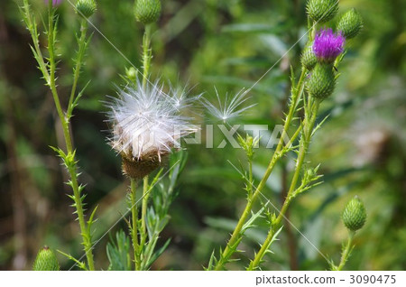 Thistle Thistle 3090475