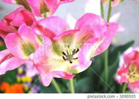 Spring in Greenland 3090505