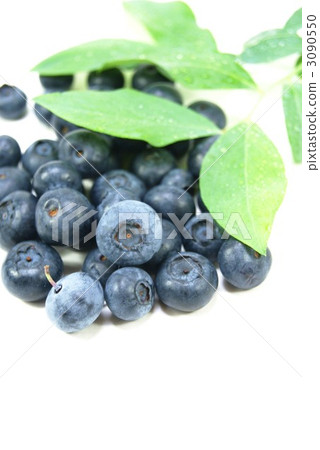 Blueberries ripe fruits vertical position 3090550
