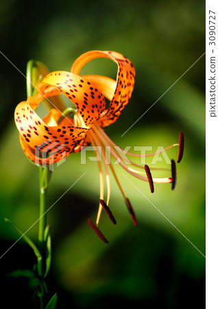 Oni lily Oni lily 3090727