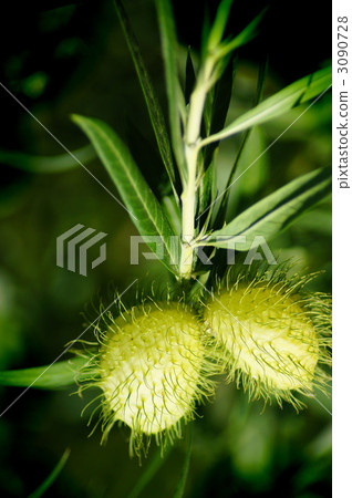 Fuseno niwata Fuseno niwata 3090728