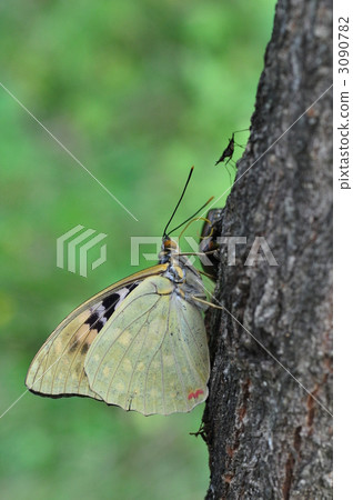 giant purple, butterfly, butterflies 3090782