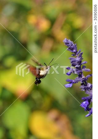 蜂鳥鷹蛾 天蛾 蝴蝶 3090806