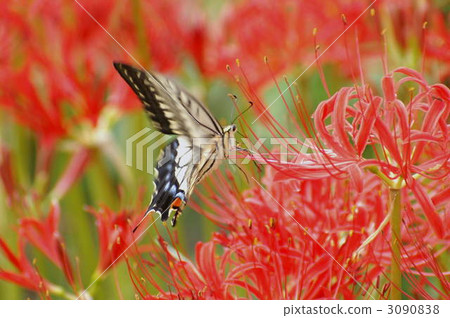 cluster amaryllis, butterfly, butterflies 3090838