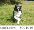 border collie, dog, dogs 3091016