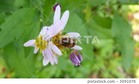 I love pollen Kigoshi Hanaab 3091076