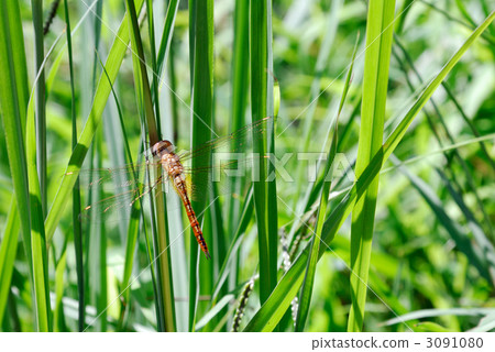 Red dragonfly 3091080