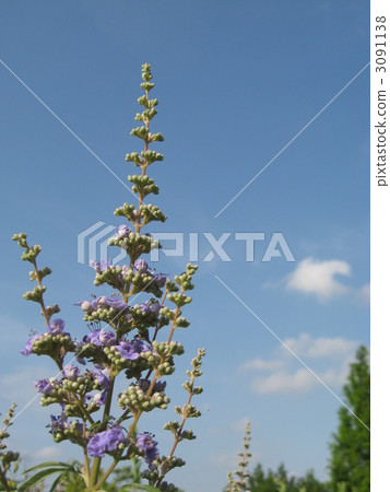 Carrot carrot flower 3091138