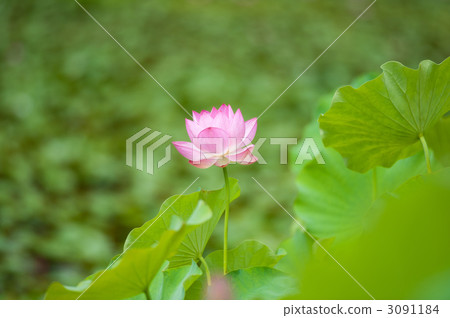 Oga lotus 1 wheel Oga lotus 1 wheel 3091184