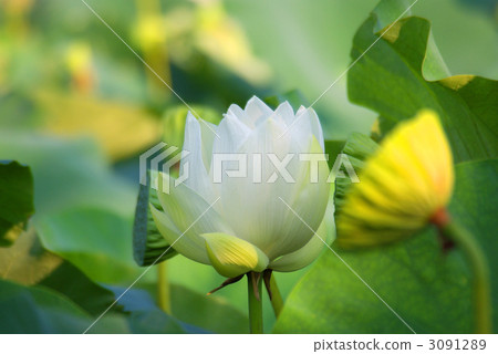 Blooming White Lotus Flower 3091289