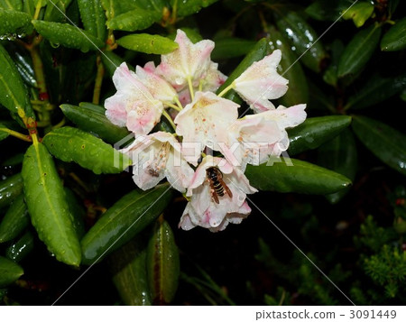 很多花和蜜蜂 3091449