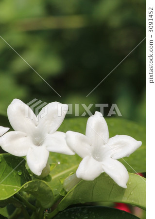 Madagascar Jasmine Madagascar Jasmine 3091452