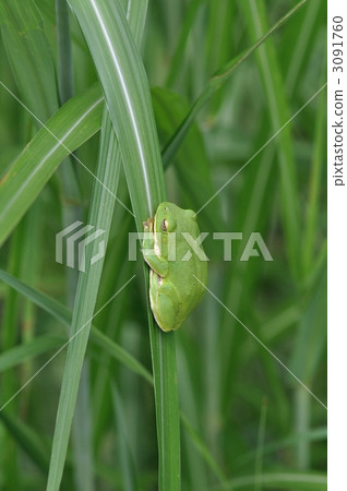 施萊格爾吹蠅睡覺 3091760