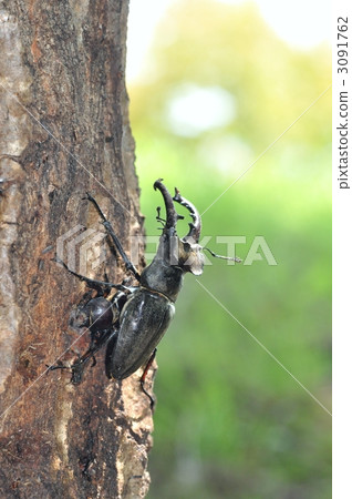 深山鍬形甲蟲 鍬形蟲 鋤頭形頭盔 3091762