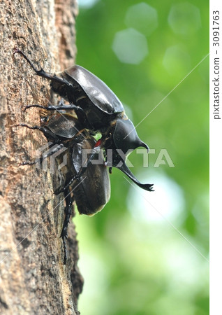牙買加犀金龜 雙人 兩個人 3091763