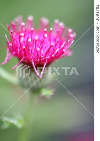 薊花 3091782