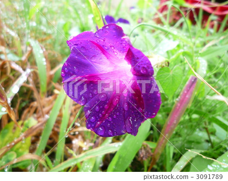 牽牛花 3091789