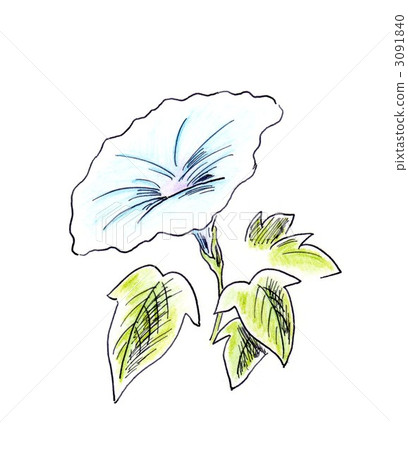 筆牽牛花 3091840