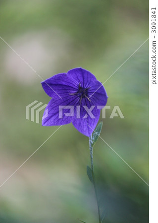 中國桔梗 3091841