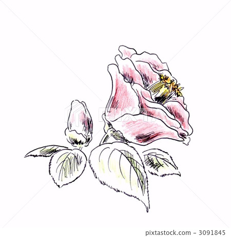 筆山茶花 筆山茶花 3091845