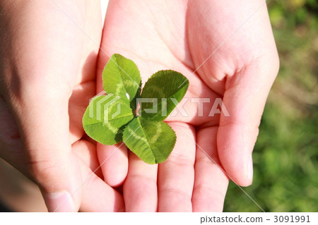 four leaves, four-leaf clover, clover 3091991