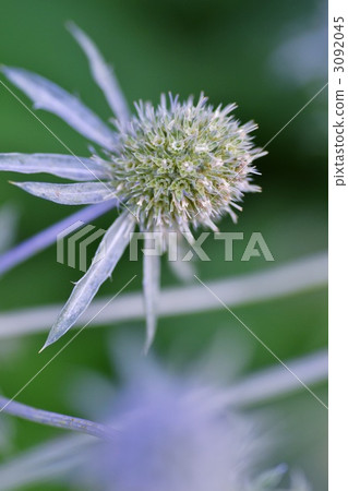 刺芹 日本貼梗海棠 獨一無二 3092045