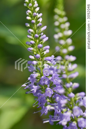 bistorta, longifolia, bloom 3092046