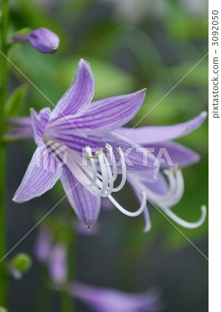 大蔥花 玉簪 花朵 3092050