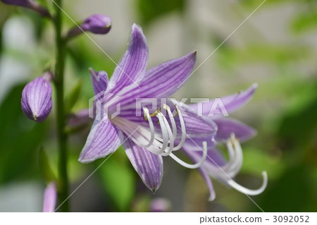 大蔥花 玉簪 花朵 3092052