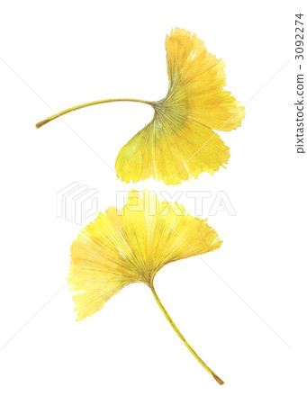 Gingko yellow leaf 2 sheets 3092274